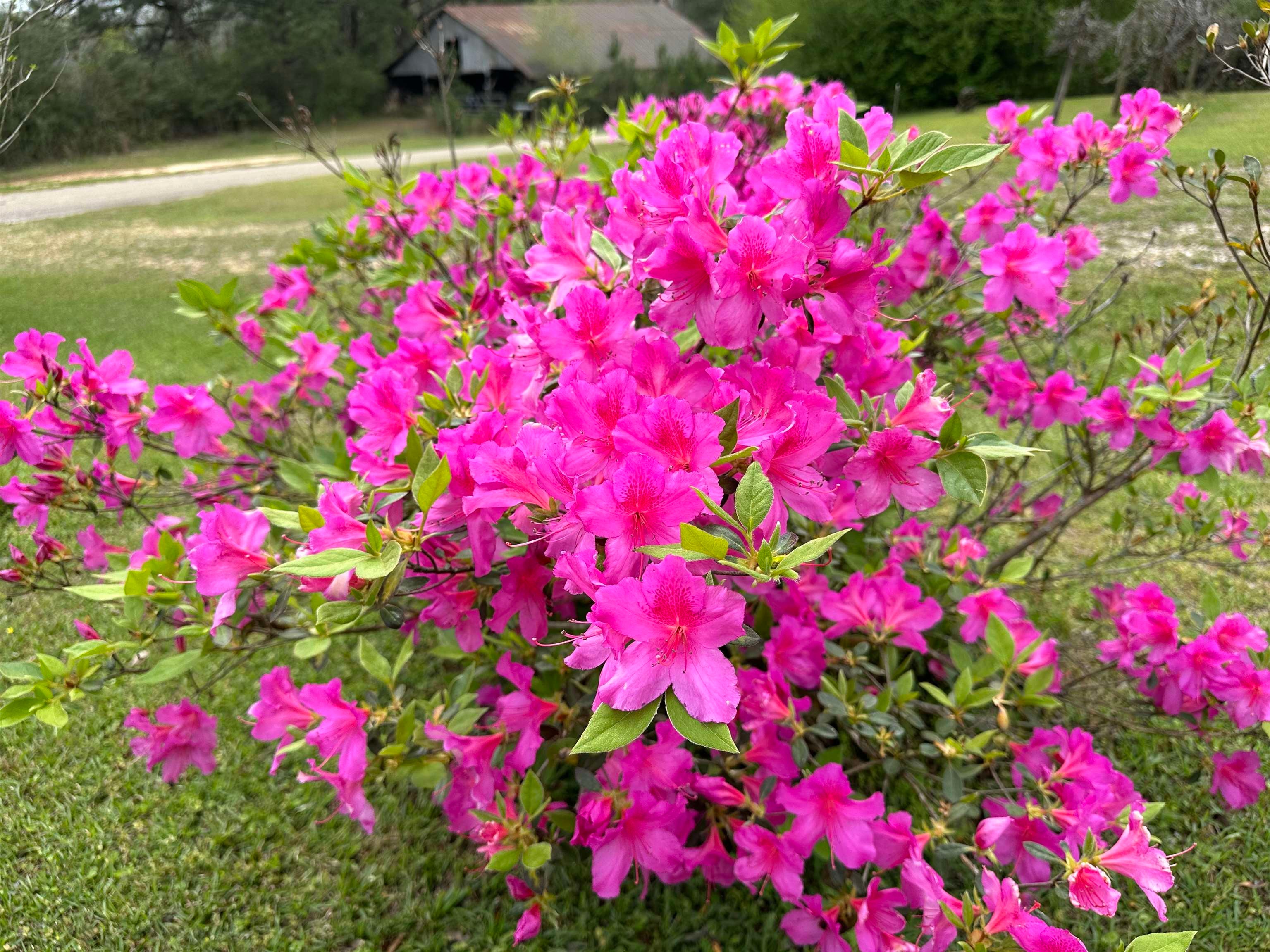 36625 Hesters Store Road Red Level, AL 36474 - Photo 42 of 47 Gallery Image 42