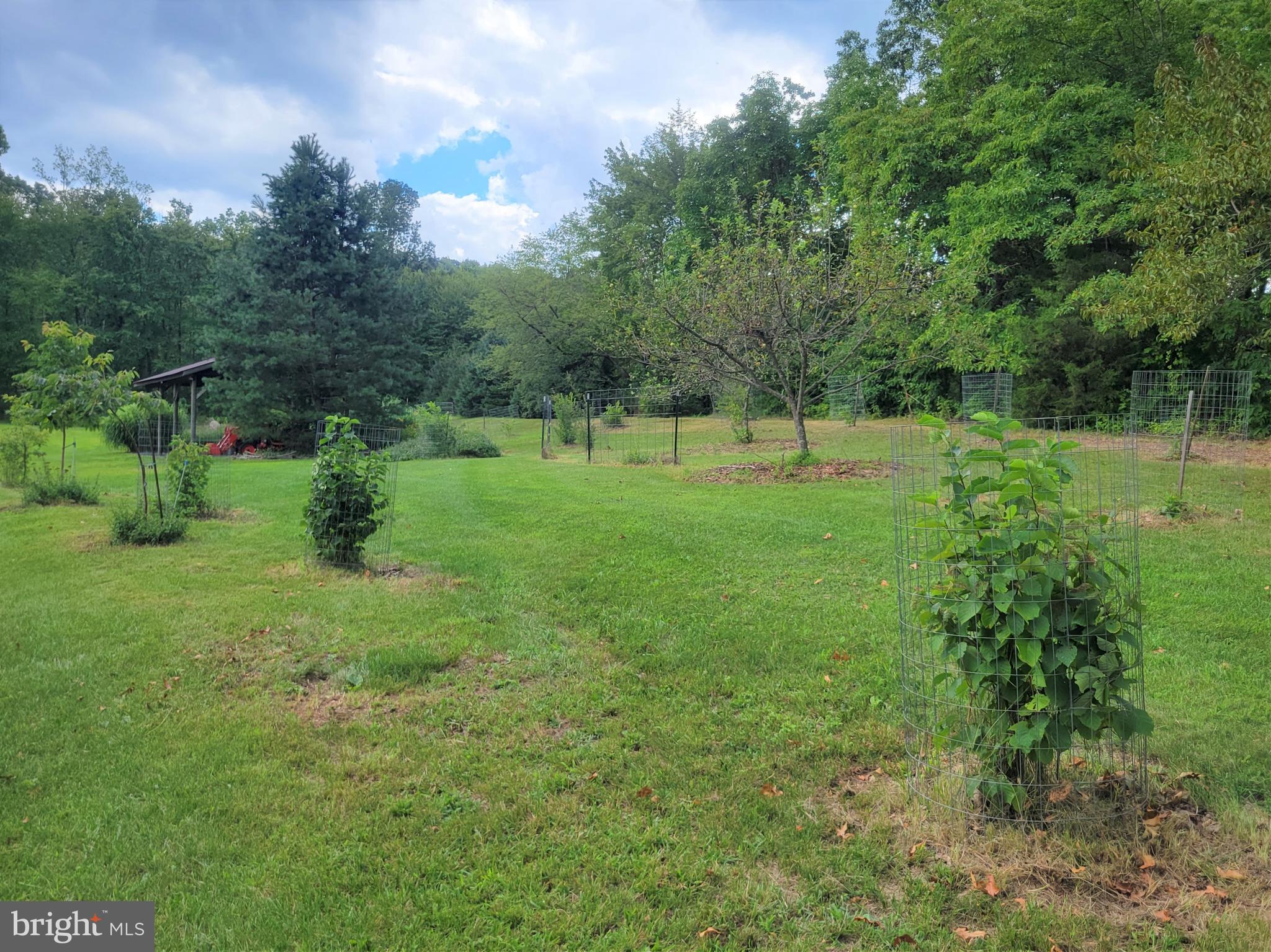 3428 Valley Road Marysville, PA 17053 - Photo 36 of 49 Fruit trees all around
