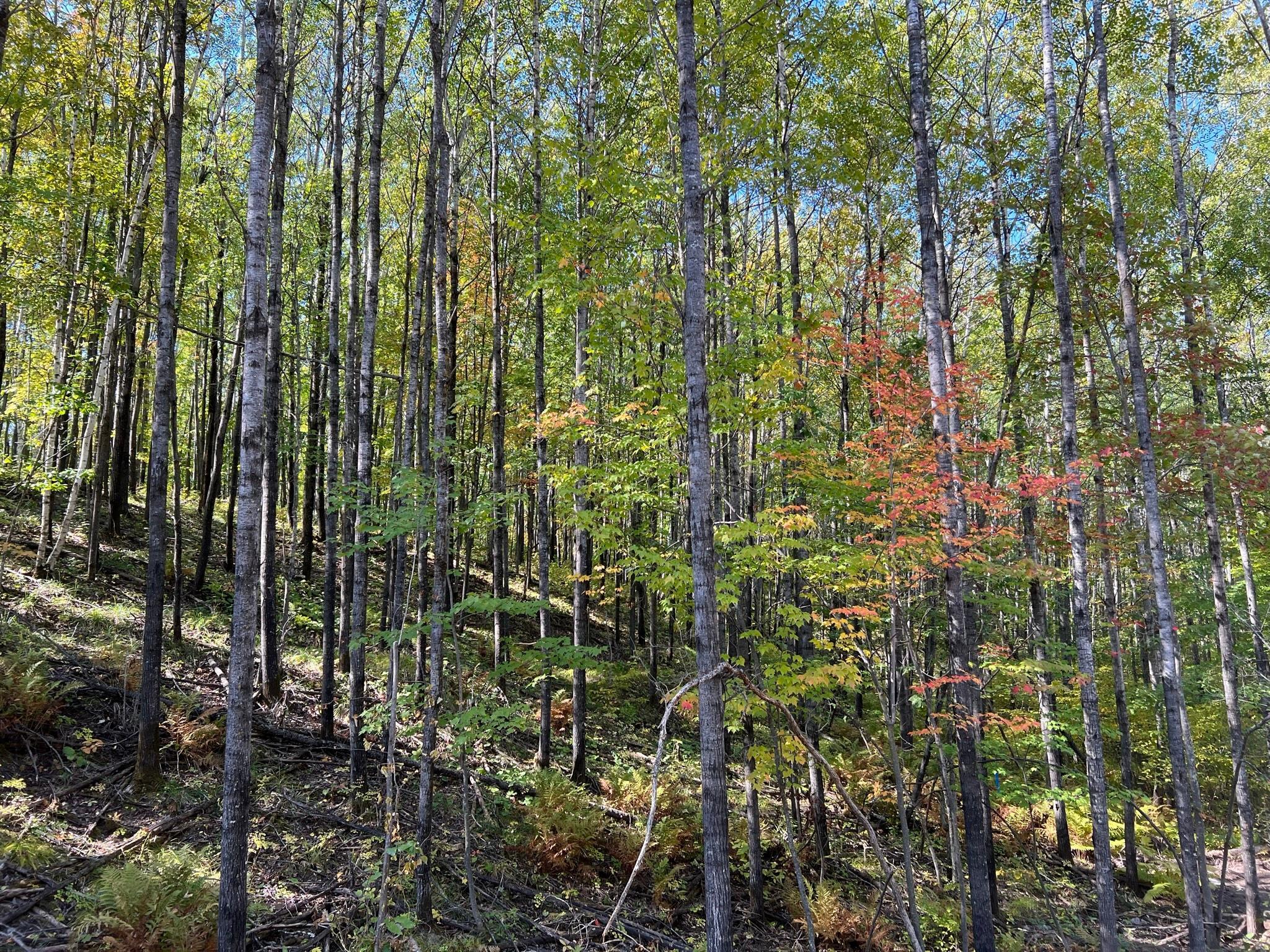 1 Ridgeway Lane Walker, MN 56484 - Photo 1 of 1 Gallery Image 1