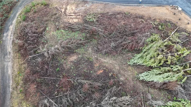 a view of a forest with trees