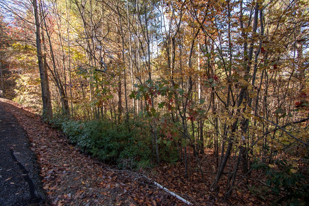 Lot 66 Choctaw Rdg Trail Murphy, NC 28906 - Photo 11 of 11 a view of a forest with trees in front of it
