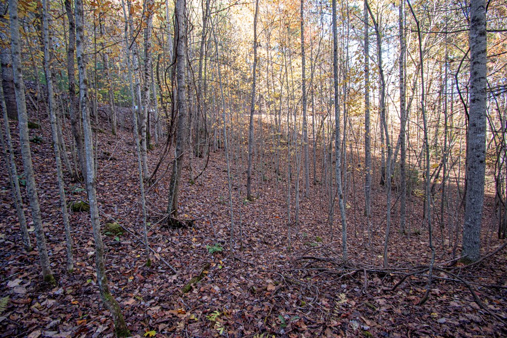 Lot 66 Choctaw Rdg Trail Murphy, NC 28906 - Photo 2 of 11 a view of a yard with large trees