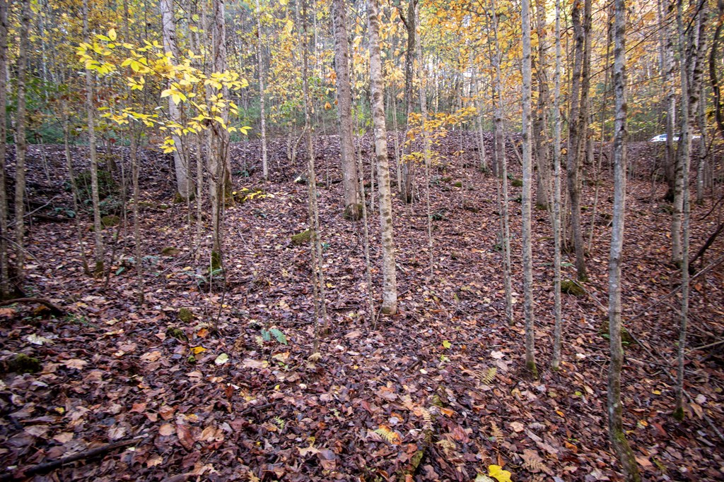 Lot 66 Choctaw Rdg Trail Murphy, NC 28906 - Photo 3 of 11 a view of a yard with lots of trees
