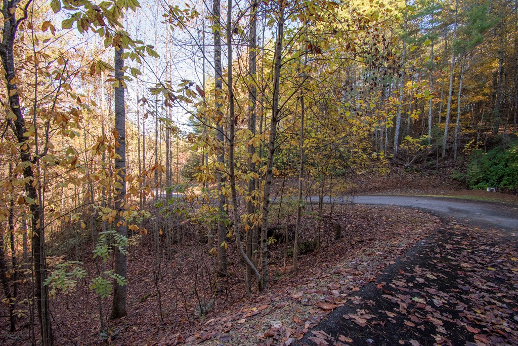 Lot 66 Choctaw Rdg Trail Murphy, NC 28906 - Photo 4 of 11 a view of a forest that has large trees