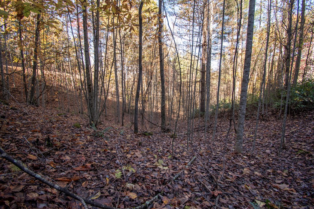 Lot 66 Choctaw Rdg Trail Murphy, NC 28906 - Photo 6 of 11 a view of a yard with large trees