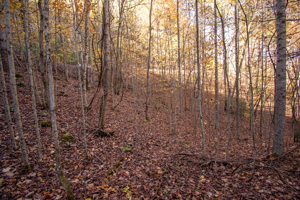 Lot 66 Choctaw Rdg Trail Murphy, NC 28906 - Photo 7 of 11 a view of a yard with large trees