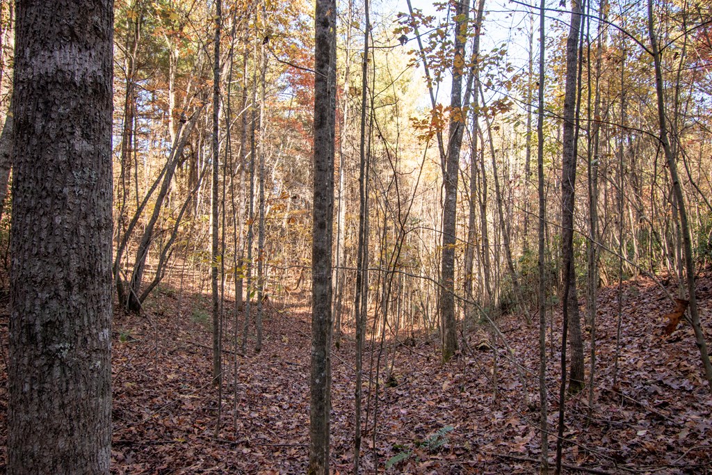 Lot 66 Choctaw Rdg Trail Murphy, NC 28906 - Photo 8 of 11 a view of outdoor space and garden
