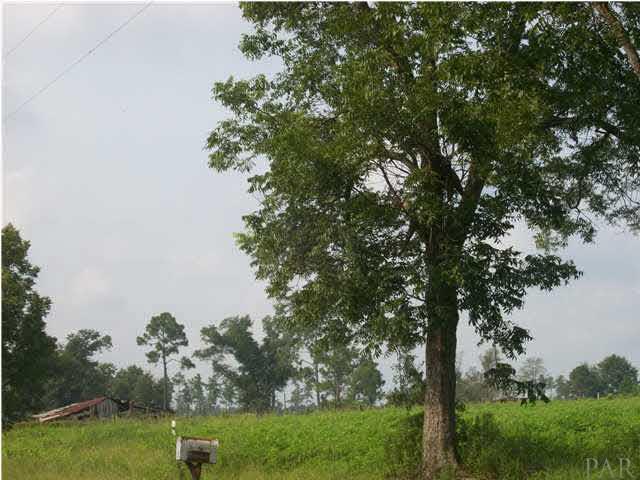 3825 Lewis Road Milton, FL 32570 - Photo 13 of 15 Huge tree at the front by the parking area, and right of the telephone pole is the other lot that can be subdivided out with well for $34,500.