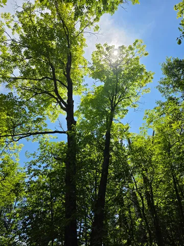 $159,900 | Tbd North Moose Lake Road Northeast, Pennington, MN 56663