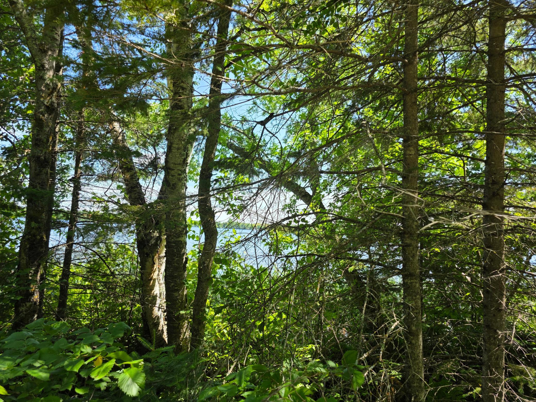 Tbd North Moose Lake Road Northeast Pennington, MN 56663 - Photo 13 of 19