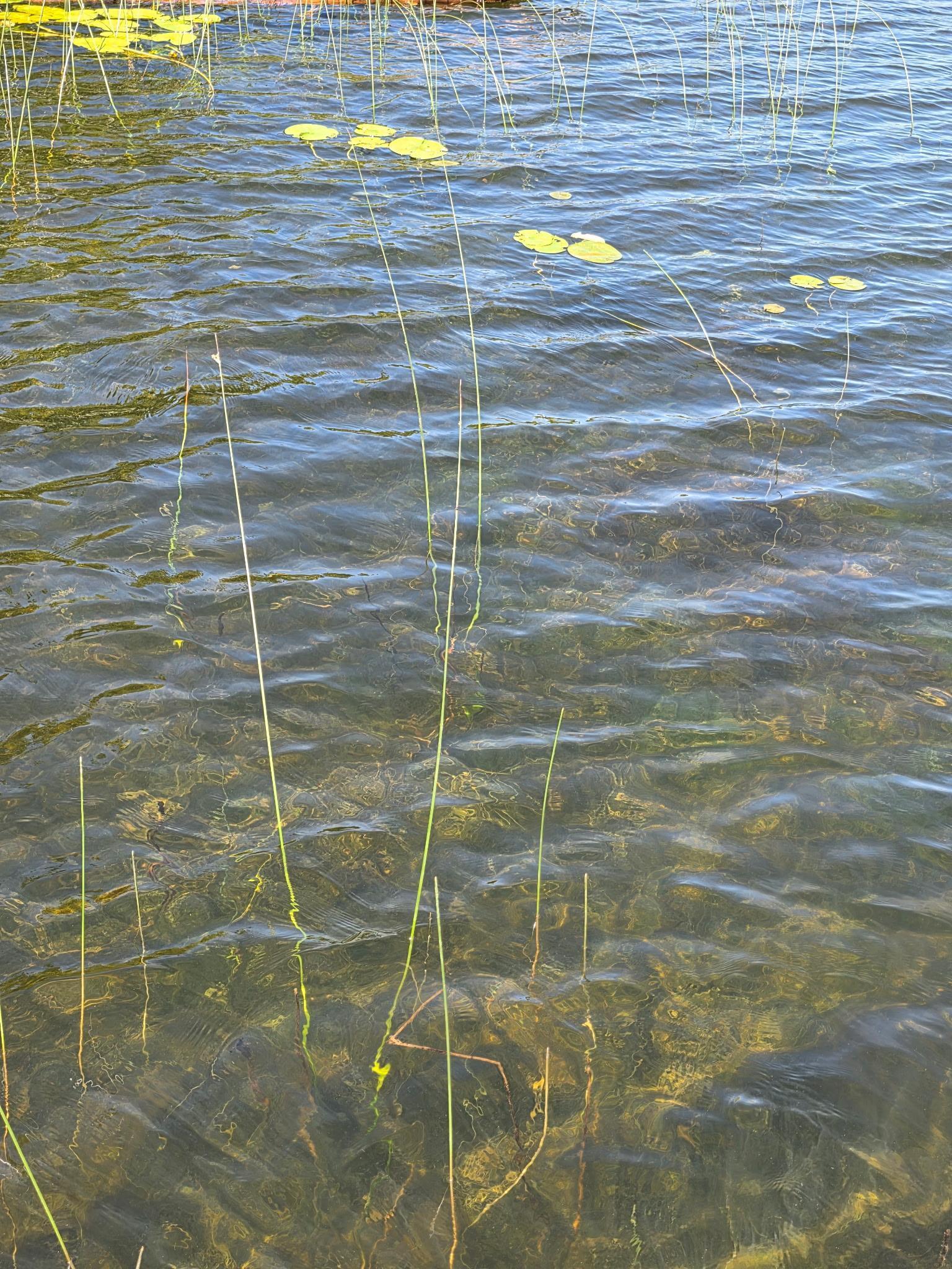 Tbd North Moose Lake Road Northeast Pennington, MN 56663 - Photo 2 of 19