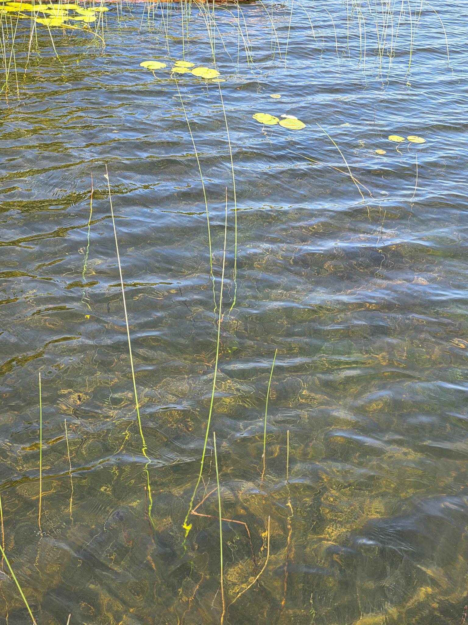 Tbd North Moose Lake Road Northeast Pennington, MN 56663 - Photo 2 of 19