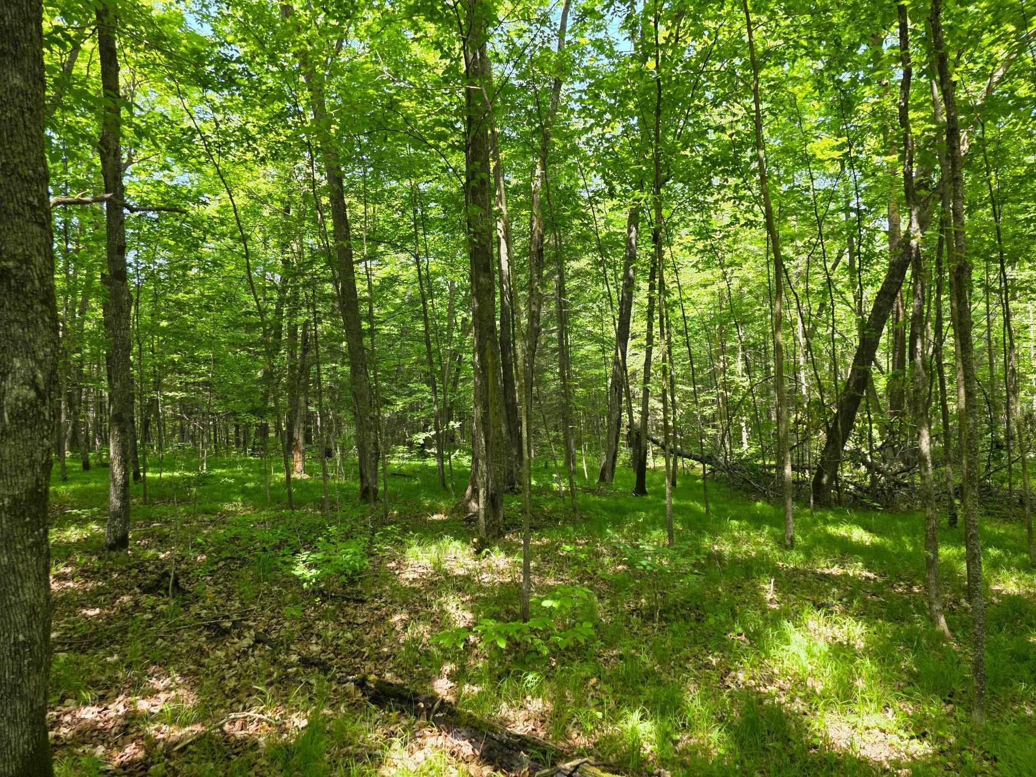 Tbd North Moose Lake Road Northeast Pennington, MN 56663 - Photo 9 of 19
