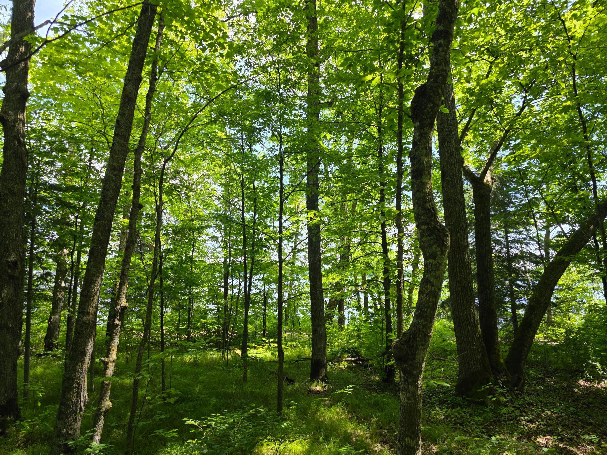 Tbd North Moose Lake Road Northeast Pennington, MN 56663 - Photo 10 of 19