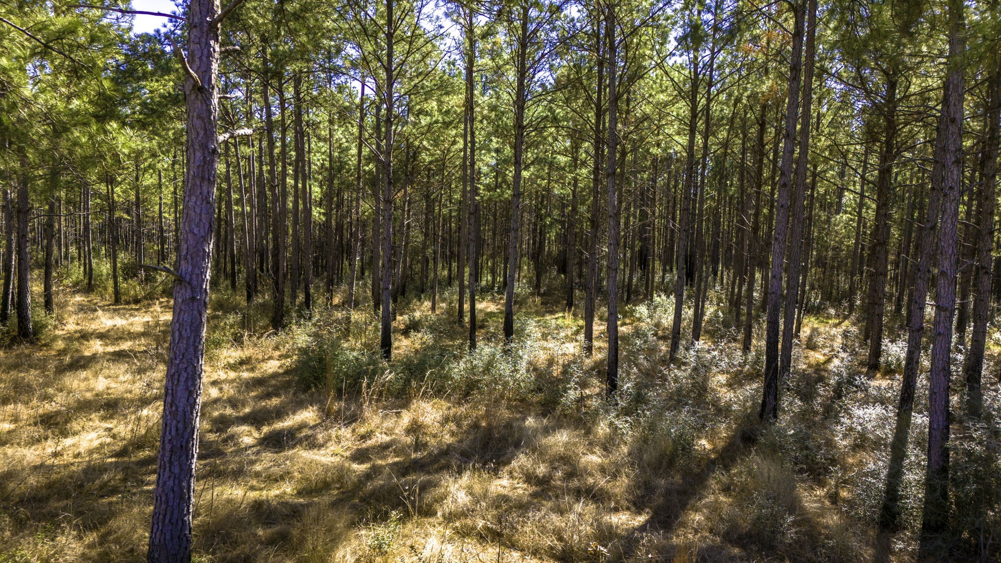47 Tumbleweed Ranch Road Onalaska, TX 77360 - Photo 8 of 12 a view of yard