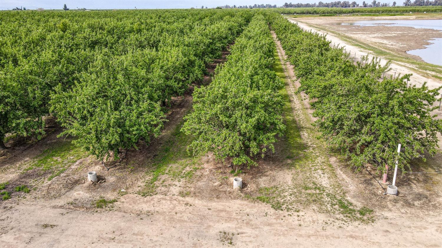 0 Road 29 Madera, CA 93637 - Photo 11 of 33 a view of a yard with a tree