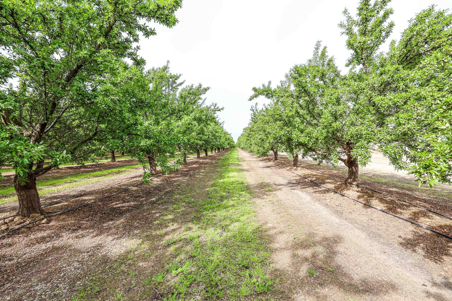 0 Road 29 Madera, CA 93637 - Photo 2 of 33 a view of outdoor space with trees