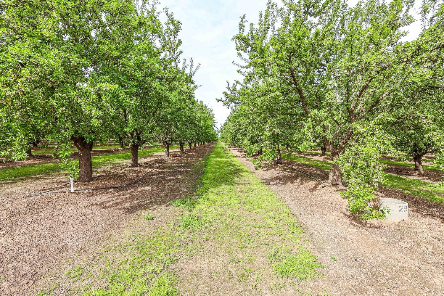 0 Road 29 Madera, CA 93637 - Photo 8 of 33 a view of yard with tree