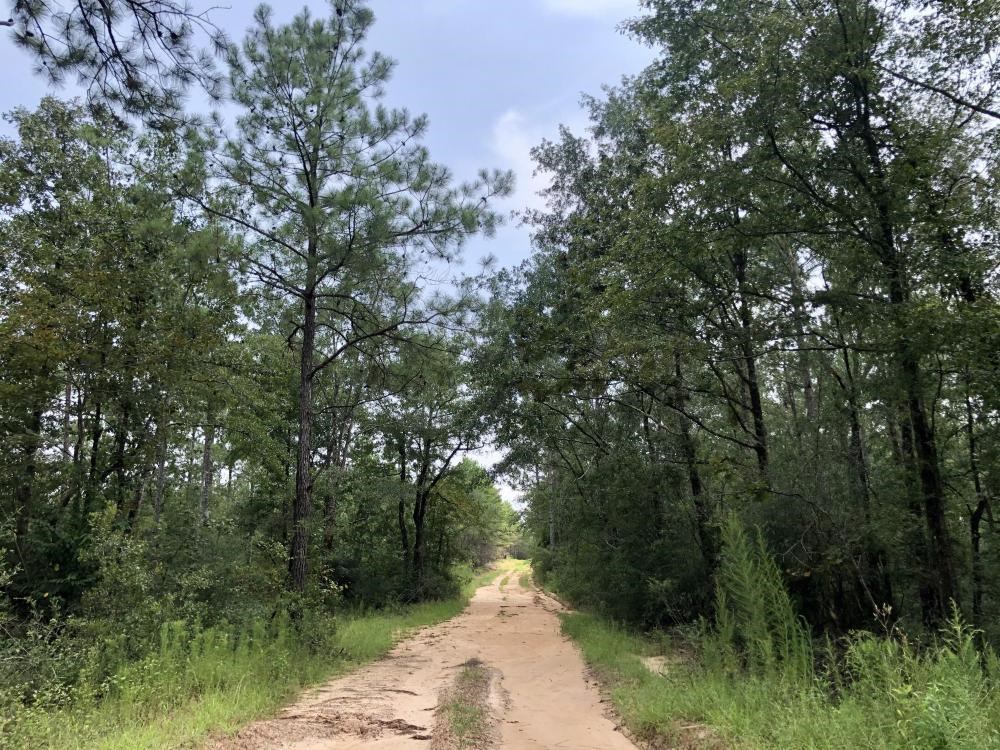 0 Private Road McIntosh, AL 36553 - Photo 20 of 21