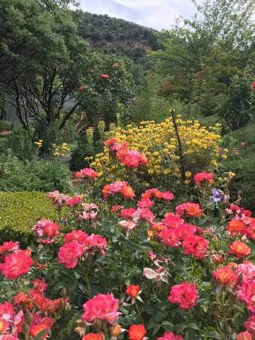 a view of a flower in a lot of flowers