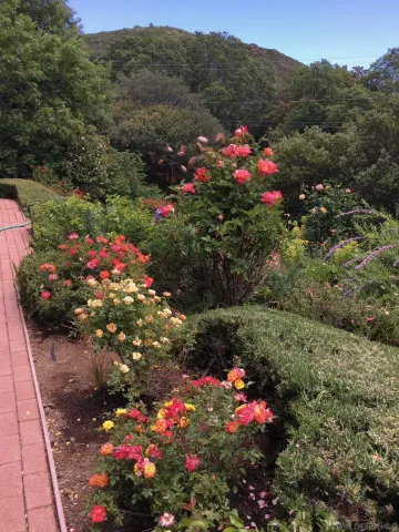 a view of a flower in a lot of flowers
