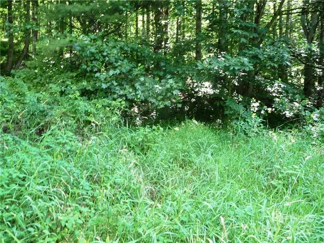 a view of a lush green plant