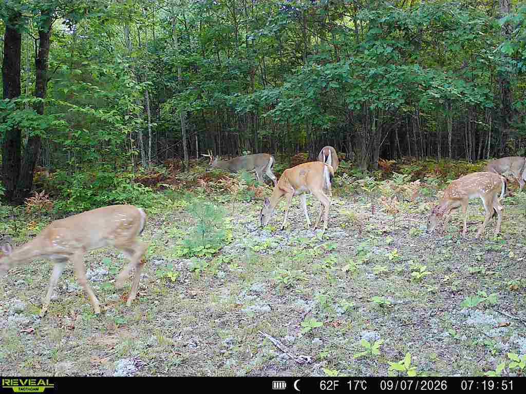 1-5 Clements Road Kaleva, MI 49645 - Photo 61 of 61 TrlCam4
