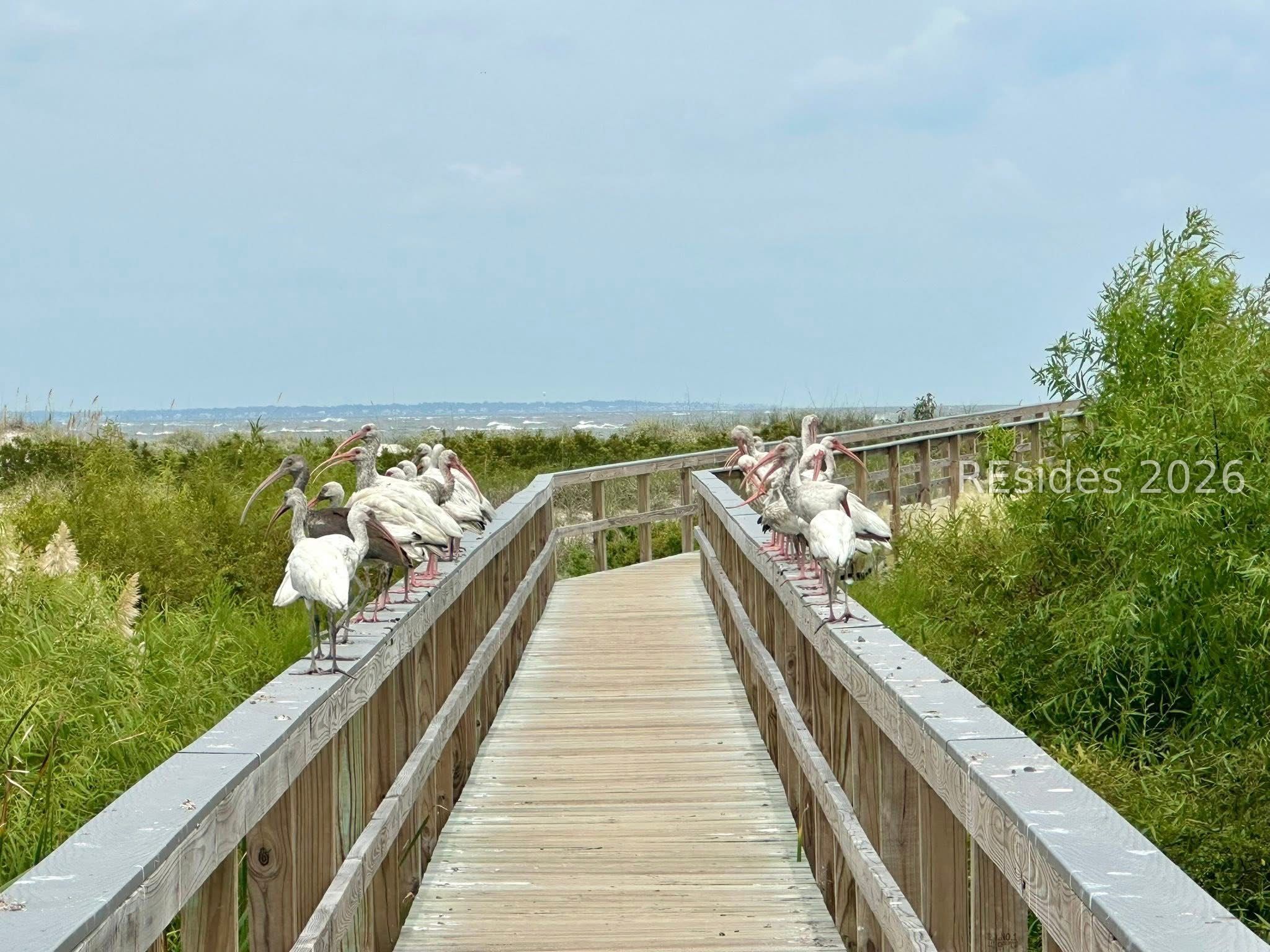 4 Cedar Reef, Unit B202 St. Helena Island, SC 29920 - Photo 38 of 58