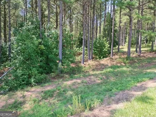 a view of a forest with trees in the background