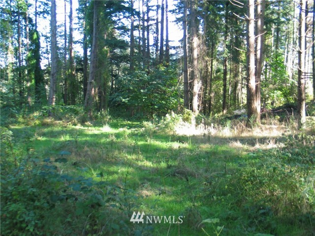 0 Enchanted Forest Road Orcas Island, WA 98245 - Photo 4 of 12 Gallery Image 4