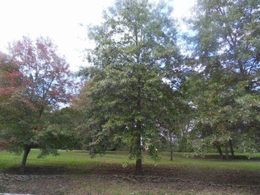 25 Riverside Drive Oak Ridge, TN 37830 - Photo 29 of 31 Additional Photo