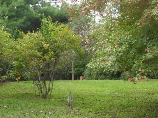 25 Riverside Drive Oak Ridge, TN 37830 - Photo 30 of 31 Additional Photo