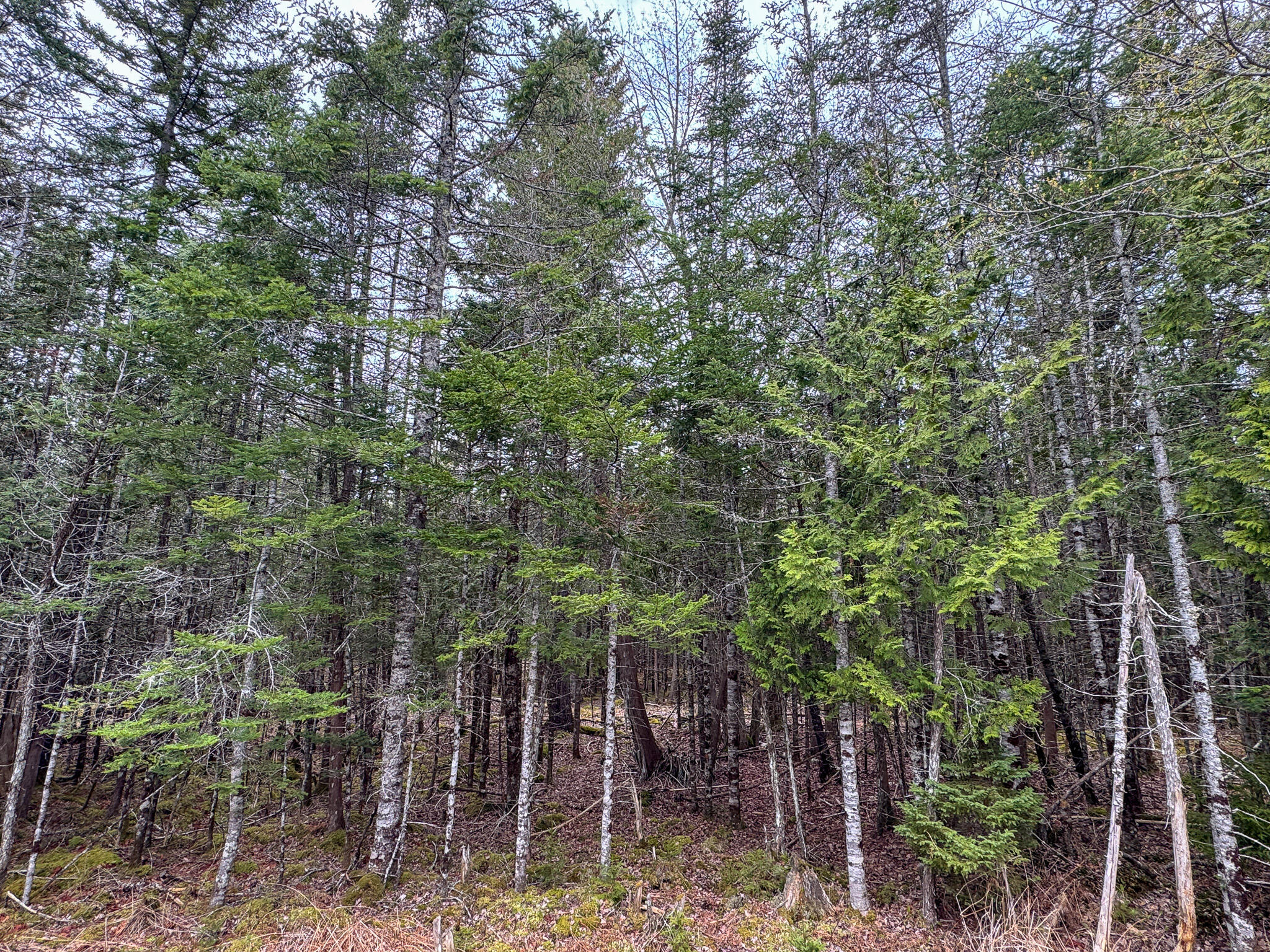 58 High Head Road East Machias, ME 04630 - Photo 4 of 17 IMG_4735