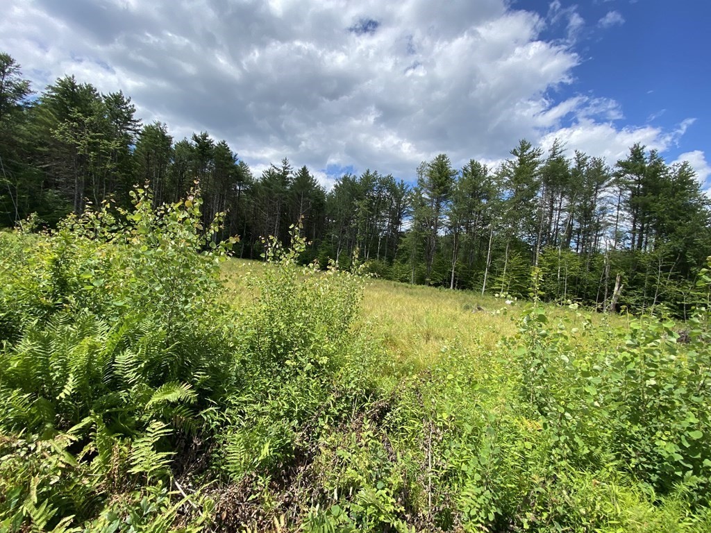 0 West Street-fuller Road Williamsburg, MA 01096 - Photo 8 of 8 a view of a yard with plants and a bench