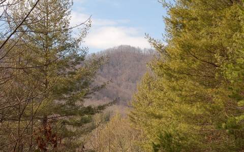 Off Dockery Crk Road Murphy, NC 28906 - Photo 1 of 1 a view of a yard of a house