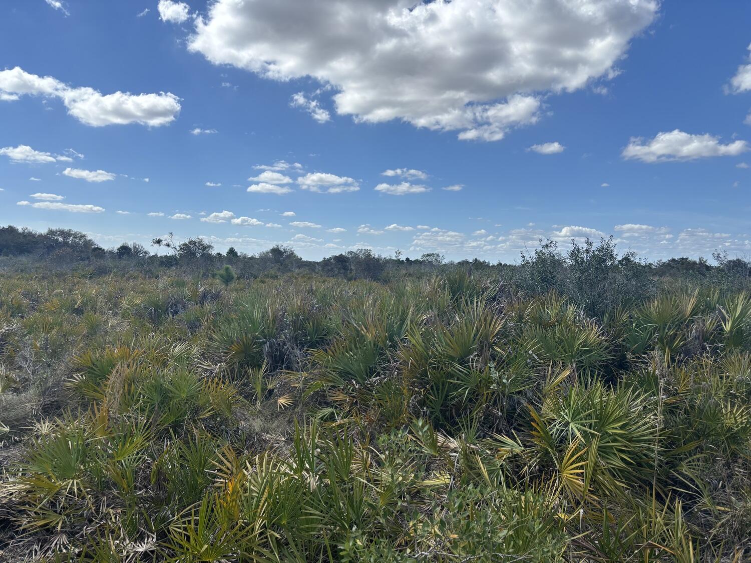 0 Northwest 313th Street Okeechobee, FL 34972 - Photo 6 of 6 img_6667