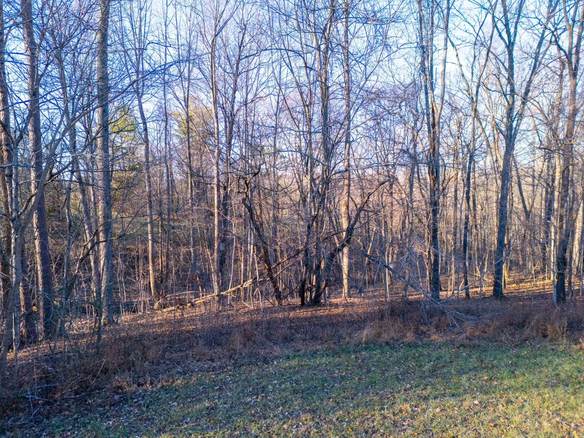 121 Mount Moriah Church Road Portland, TN 37148 - Photo 11 of 29 a view of outdoor space with lots of trees