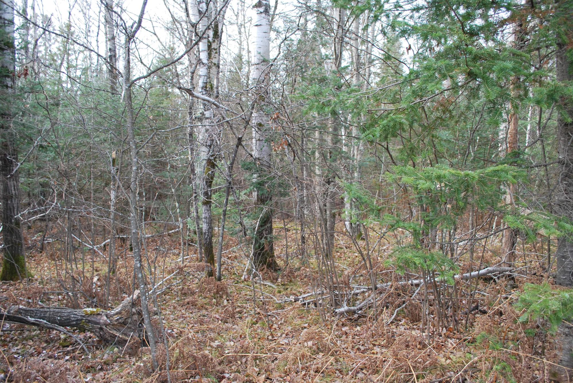 8 Old 8 Road Crandon, WI 54520 - Photo 6 of 6 Gallery Image 6