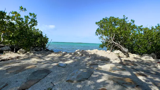 a view of a yard with a tree