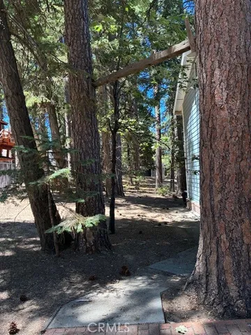 a view of a yard with plants and large trees