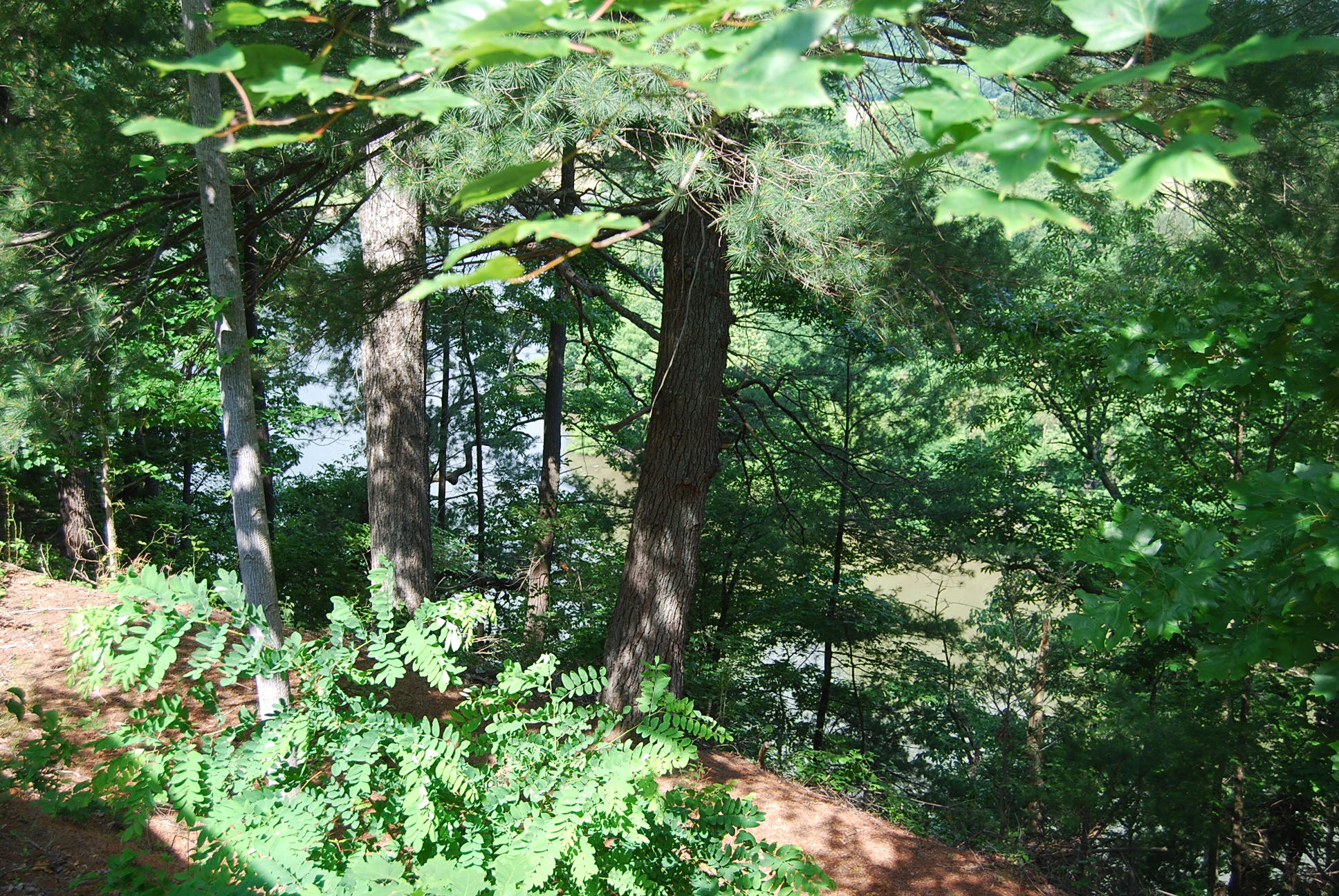 8045 Hardy Road Hardy, VA 24101 - Photo 14 of 63 a plant view