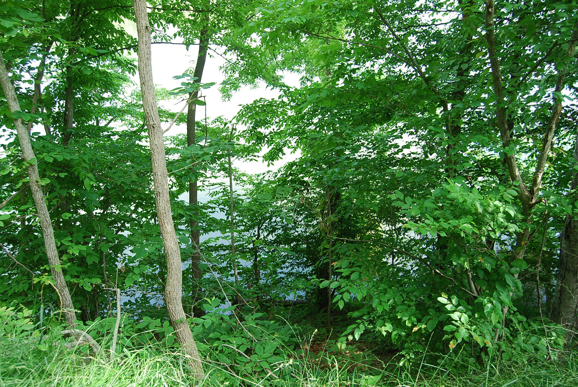 8045 Hardy Road Hardy, VA 24101 - Photo 57 of 63 a view of a lush green forest