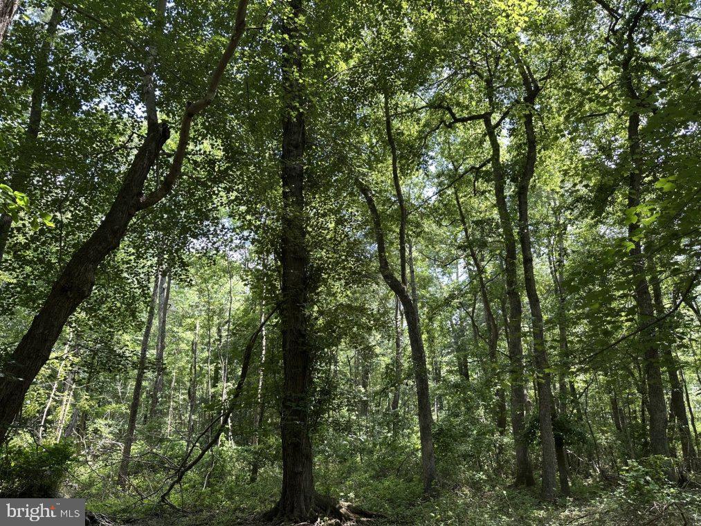 Peters Corner Road Sudlersville, MD 21668 - Photo 4 of 7