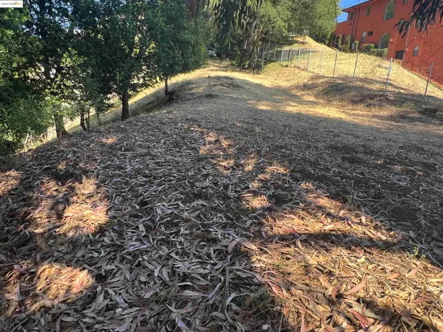 a view of a yard with plants and large trees