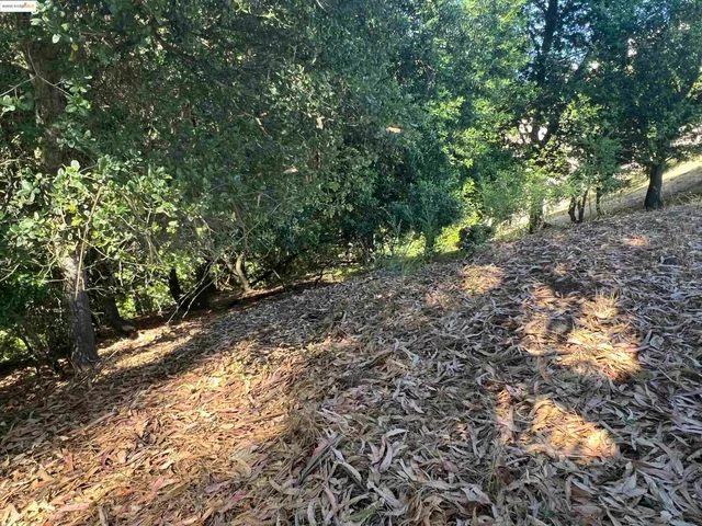 a view of a yard with plants and large trees