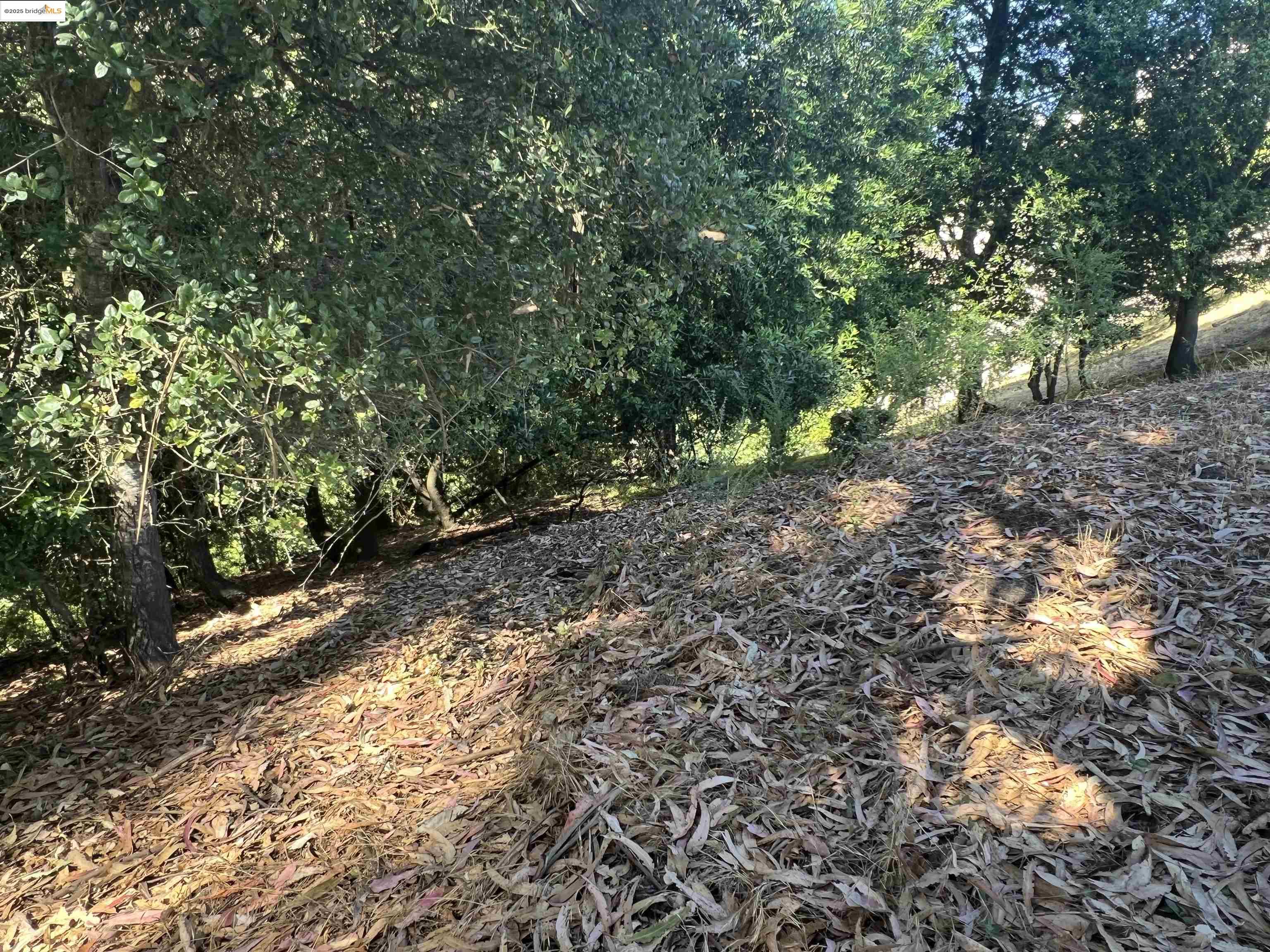82 Oakwood Court Oakland, CA 94611 - Photo 5 of 9 a view of a yard with plants and large trees