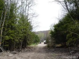 a view of a forest filled with trees