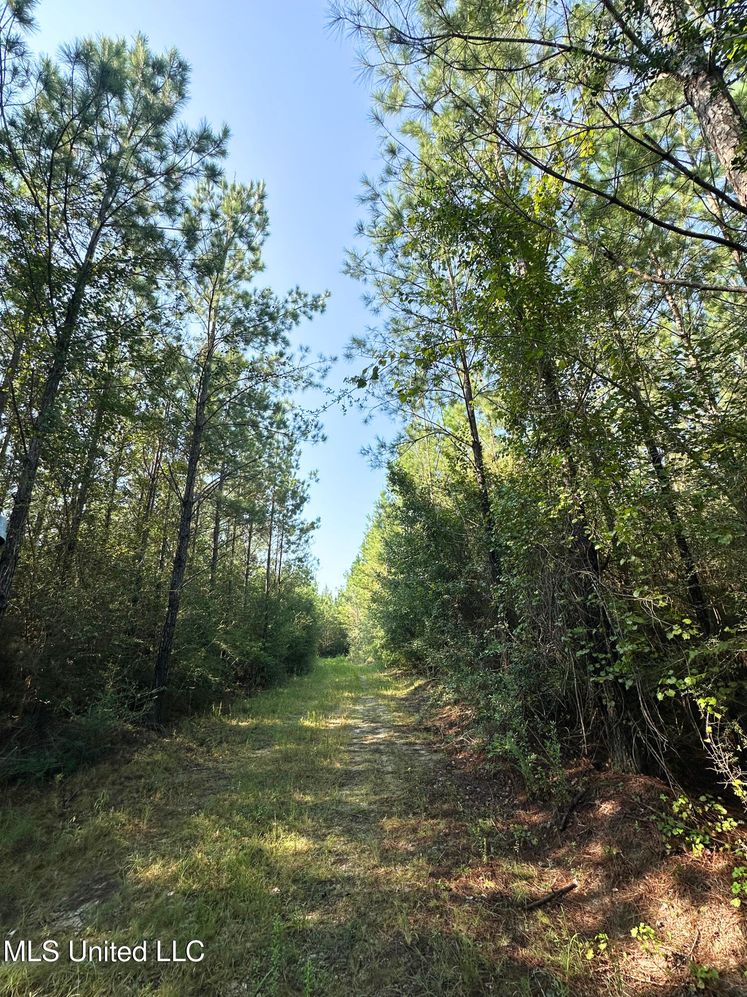0 Buddy Finch Road Lucedale, MS 39452 - Photo 6 of 6 IMG_7991