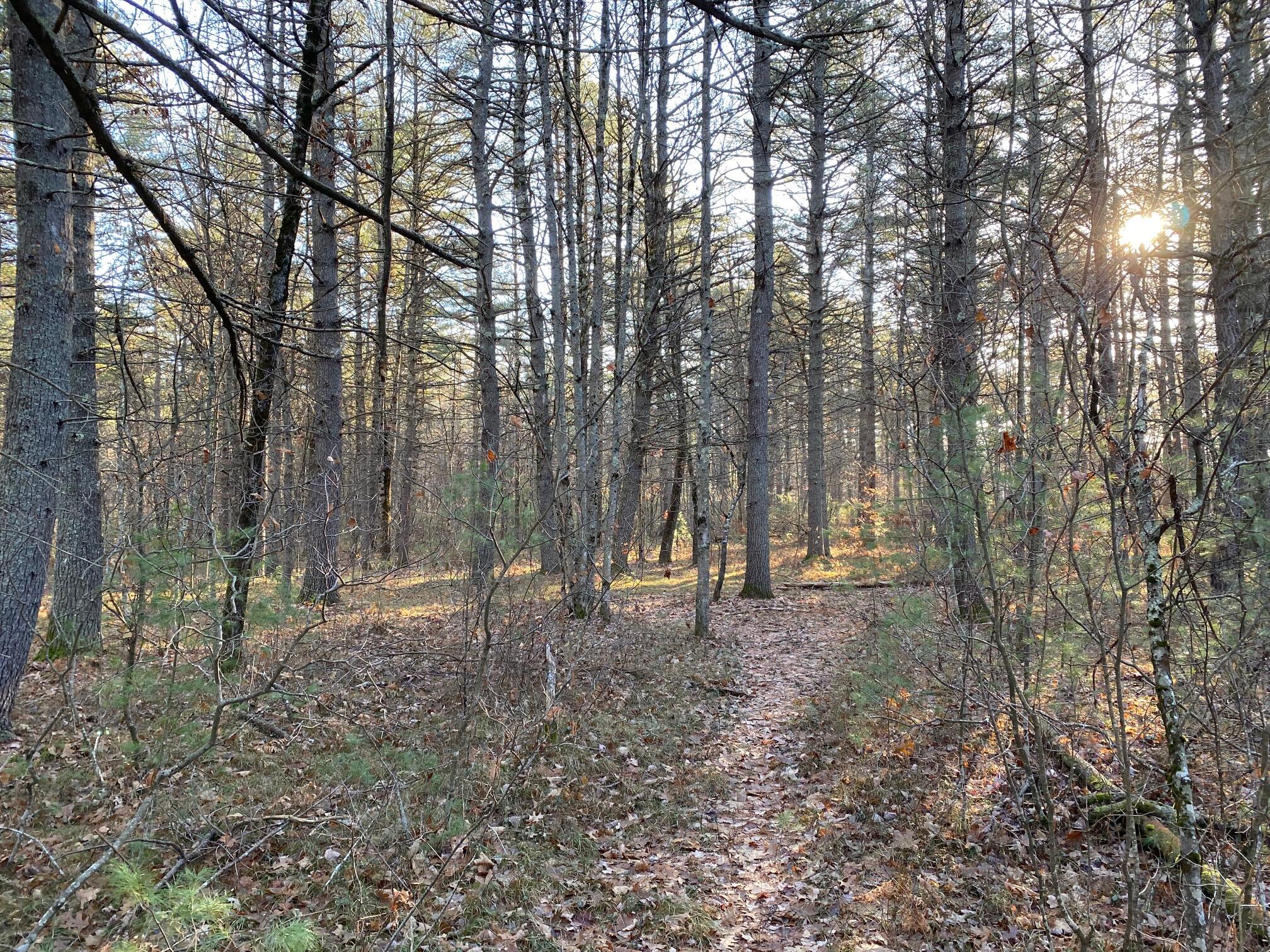 0 Cape Road Hollis Center, ME 04042 - Photo 5 of 5 IMG_8539