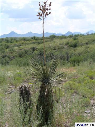 36170 South Papalote Wash Road Arivaca, AZ 85601 - Photo 3 of 6